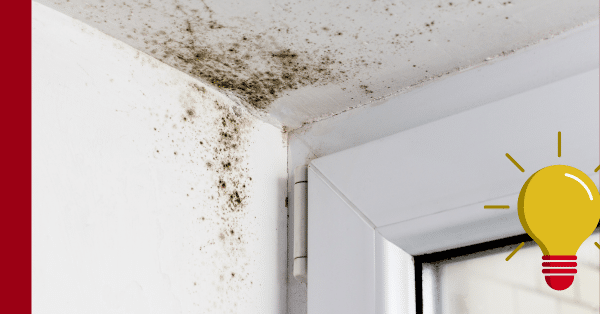 NH mold prevention techniques